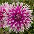 Dahlia Table Dancer (x 35)