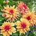 Dahlia French Cancan (x 35)