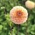 Dahlia Blyton Softer Gleam (x 35)