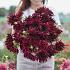 Dahlia Nuit D'ete (x 35)