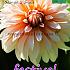 Decorative Small Flowered Orange & Snow Festival Spring Dahlia Small Flowered Dahlia Orange & Snow I (x14x1)