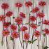 Dahlia Princess Nadine (x 35)
