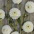 Dahlia Ice Baby (x 35)