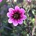 Dahlia Skyfall (x 35)