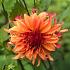 Dahlia Erpeler Ley (x 35)