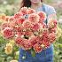 Dahlia All That Jazz (x 35)