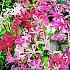 Sarniensis Gemengd Festival Winter Big packs mixes Nerine Mixed  12/14 (x10x3)