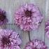 Dahlia Cranberry Classic (x 35)