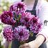 Dahlia Cranberry Classic (x 35)
