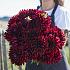 Dahlia Holly Hill Black Beauty (x 35)