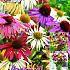 Echinacea Butterfly Hybride Gemengd Festival Spring Big packs mixes Echinacea Butterfly Hybrids Mix  I (x10x3)