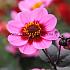 Dahlia HS Juliet (x 35)