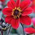 Dahlia HS Romeo (x 35)