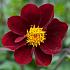 Dahlia Mexican Star (x 35)