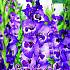 Large Flowered Vista Festival Winter Gladiolus Large Flowered Gladiolus Vista 14/+ (x10x7)