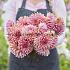 Dahlia Madeleine (x 35)