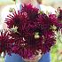 Dahlia Black Narcisuss (x 35)