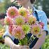 Dahlia Tom Pouce (x 35)