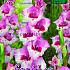 Large Flowered Perry Festival Spring Gladiolus Large Flowered Gladiolus Perry 14/+ (x10x7)