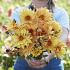 Dahlia Sunrich Orange (x 35)