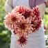 Dahlia Dorita (x 35)