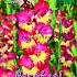 Large Flowered Stereo Festival Spring Gladiolus Large Flowered Gladiolus Stereo 14/+ (x10x7)