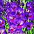 Large Flowered Alfafa Festival Winter Gladiolus Large Flowered Gladiolus Alfafa 14/+ (x10x7)