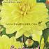 Pre-packed Dahlia American Sun I (x14x1)