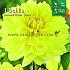 Decorative Small Flowered American Sun Festival Spring Dahlia Small Flowered Dahlia American Sun I (x14x1)
