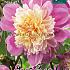 Anemone Flowered Take Off Festival Spring Dahlia Anemone Flowered Dahlia Take Off I (x14x1)