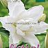 Or-Dbl Wit Festival Spring Lilium Lilium OR Double White 16/18 (x14x1)