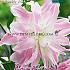 Or-Dbl Roze Festival Spring Lilium Lilium OR Double Pink 16/18 (x14x1)