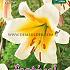 Ot Geel Festival Spring Lilium Lilium Geel 16/18 (x14x1)