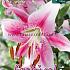 Ot Roze - Wit Festival Spring Lilium Lilium Roze - Wit 16/18 (x14x1)