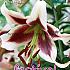 Ot Wit - Rood Festival Spring Lilium Lilium Wit - Rood 16/18 (x14x1)