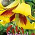 Ot Geel - Rood Festival Spring Lilium Lilium Geel - Rood 16/18 (x14x1)