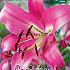 Ot Roze Festival Spring Lilium Lilium Roze 16/18 (x14x1)