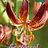 Martagon Arabian Knight Festival Spring Lilium Lilium Martagon Red 16/18 (x14x1)