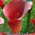 Rood Festival Winter Zantedeschia Zantedeschia Rood 18/+ (x14x1)