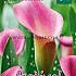 Pink Festival Spring Zantedeschia Zantedeschia Pink 18/+ (x14x1)