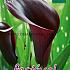 Zwart Festival Spring Zantedeschia Zantedeschia Black 18/+ (x14x1)