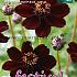 Atrosanguineus Festival Spring Perennials Cosmos Atrosanguineus I (x14x1)