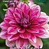 Decorative Small Flowered Hemisphere Festival Winter Dahlia Small Flowered Dahlia Hemisphere I (x14x1)