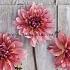 Cactus Of Semicactus Misses Dutch Festival Winter Dahlia Cactus Of Semicactus Dahlia Misses Dutch I (x14x1)