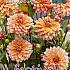 Decorative Dwarf Peaches & Vanilla Festival Winter Dahlia Dwarf Dahlia Peaches & Vanilla  I (x14x1)