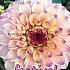 Ball Wine Eyed Jill Festival Winter Dahlia Ball Dahlia Wine Eyed Jill I (x14x1)