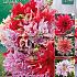 Dahlia mixed Festival Spring Big packs mixes Dahlia Labyrinth Bouquet Collection 100cm Decorative Large-flowered
