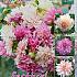 Dahlia mixed Festival Spring Big packs mixes Dahlia Café au Lait Bouquet Collection 100cm Decorative Large-flower