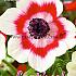 Coronaria Bicolor Festival Spring Miscellaneous Anemone Bicolor 7/8 (x14x10) (Winter)