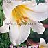 Pre-packed Lilium Regale 20/22 (x14x1)
